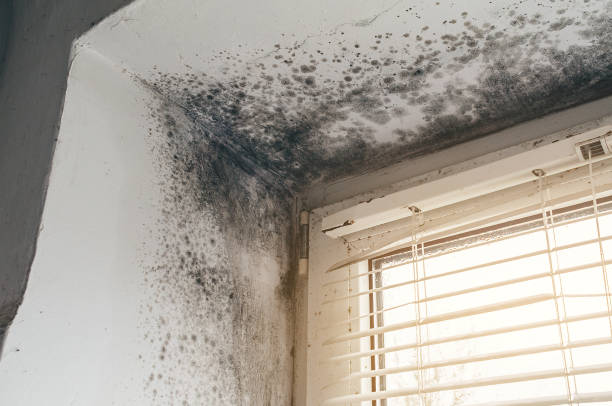 Affordable Mold Remediation solutions in New Vernon, NJ