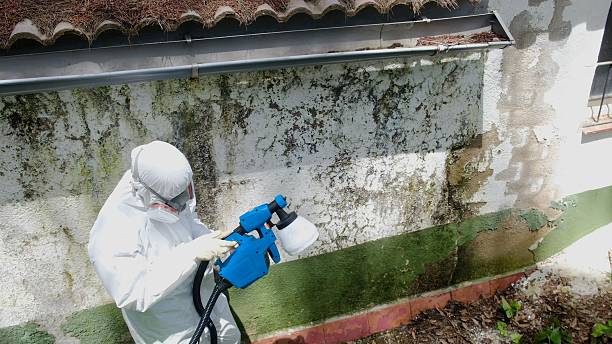 Top rated local Mold Remediation specialists in New Vernon, NJ
